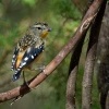 Pardalot teckovany - Pardalotus punctatus - Spotted Pardalote o5389